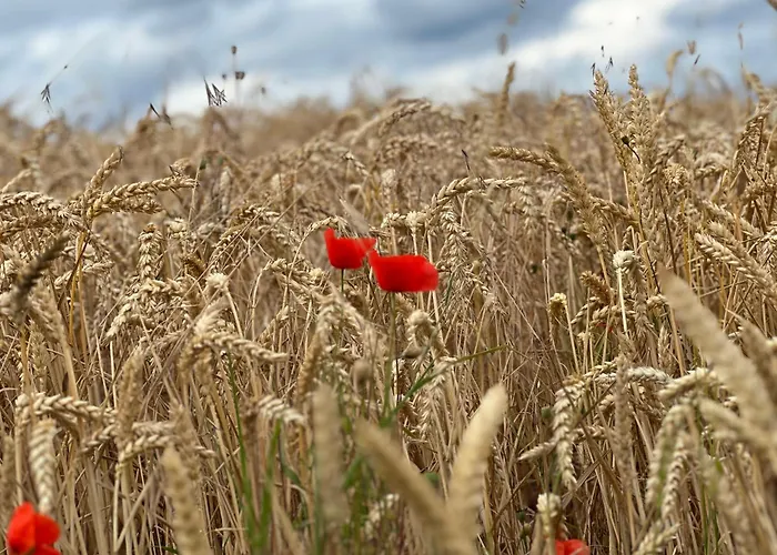 Apartament Fewo-karitz *